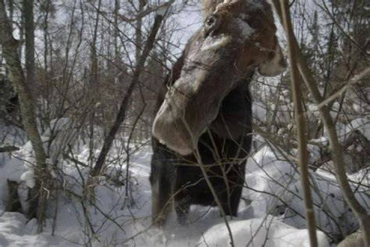 Nature - Brain Parasite Turns Moose Into Zombies